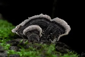 Schmetterlingsporling