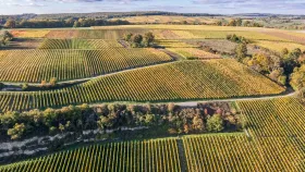 Vineyards in autumn