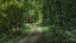 Nachmittags im Wald