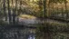 Kunst im Wald