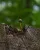 Kleines Wunder der Natur