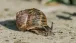 Eine Schnecke