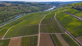 Linien in den Weinbergen - Lines in the Vineyards