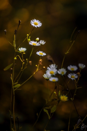 Gänseblümchen im Dunkeln