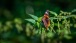 Schmetterling