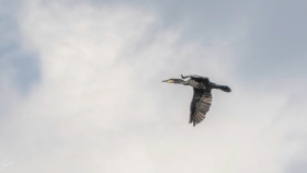 Kormoran