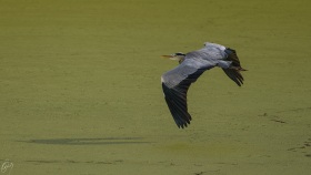 Reiher