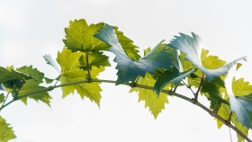 Weinrebe