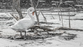 Schwan