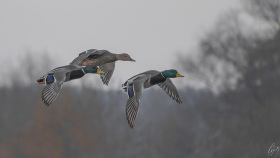 Formationsflug