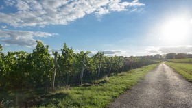 Path in the Vineyard