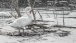 Schwan