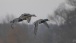 Formationsflug