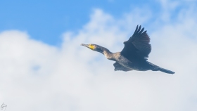 Ein Kormoran