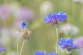 Kornblumen