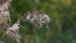Verblühte Distel