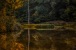 Gespiegelter Baum