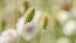 Witwenblume