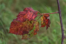 Herbstfarben
