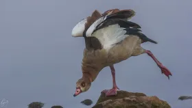 I can dance