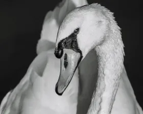 Ein Portrait von einem Schwan