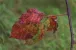 Herbstfarben