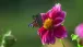 Ein Schmetterling auf einer Dahlia