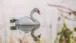 Ein Schwan auf der Mosel
