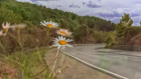 Gänseblümchen neben der Moselstrasse (eine Doppelbelichtung)