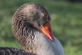 Ein Porträt einer Graugans