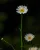 Gänseblümchen