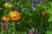 Blumen am Wegesrand