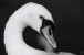 Eine Nahaufnahme von einem Schwan