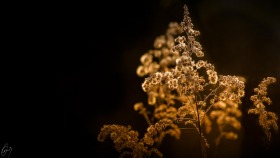 Golden Spring