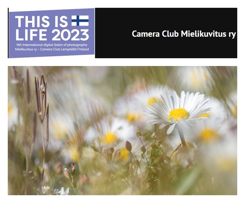 MIELIKUVITUS CAMERA CLUB LEMPAALA - FINLAND; This is life 2023; Daisies; Gänseblümchen; Paul Hilbert