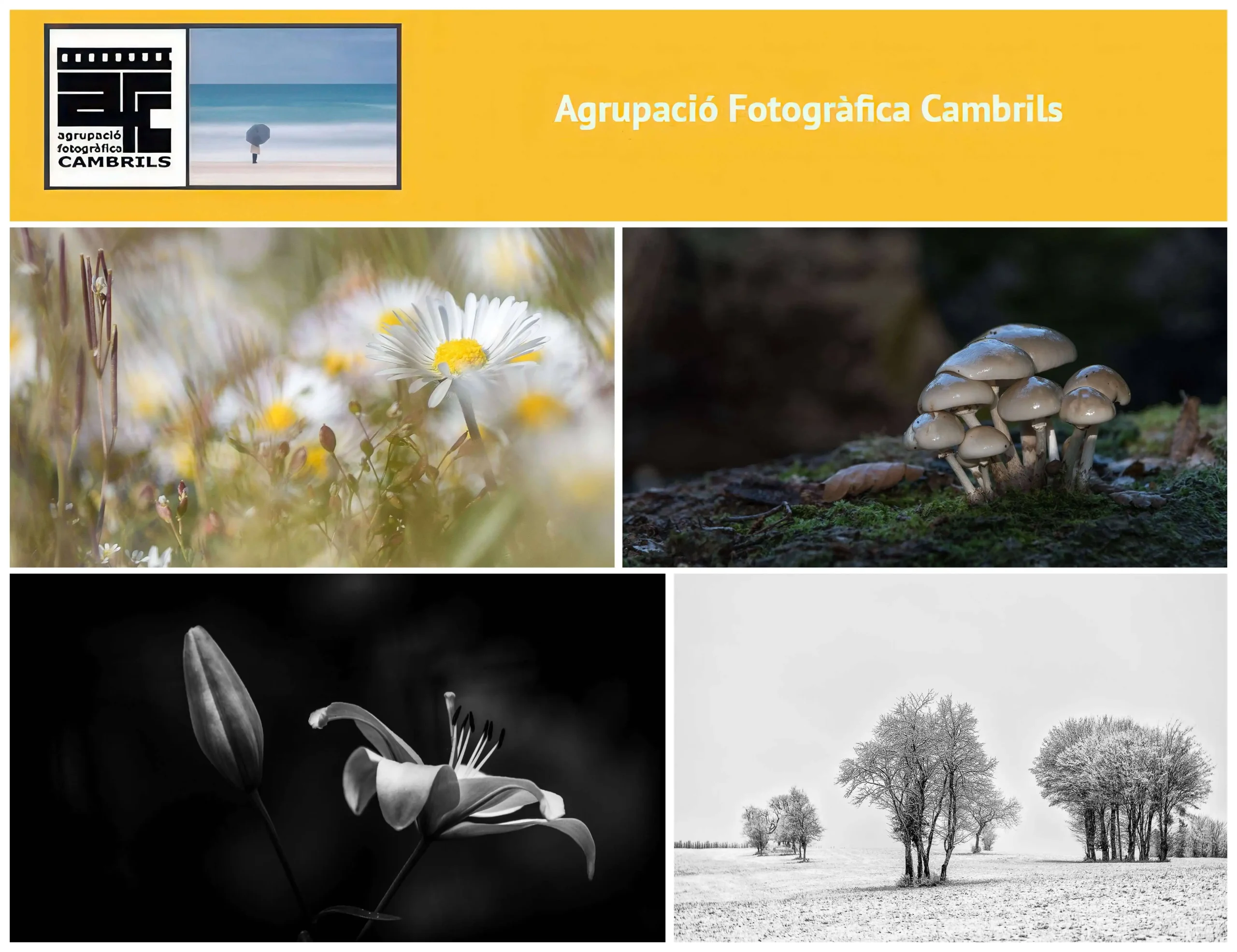 AGRUPACIÓ FOTOGRÀFICA CAMBRILS - SPAIN; 32 Premi Vila de Cambrils; Daisies; Mushrooms; Lilium Candidum; Trees in Winter; Paul Hilbert