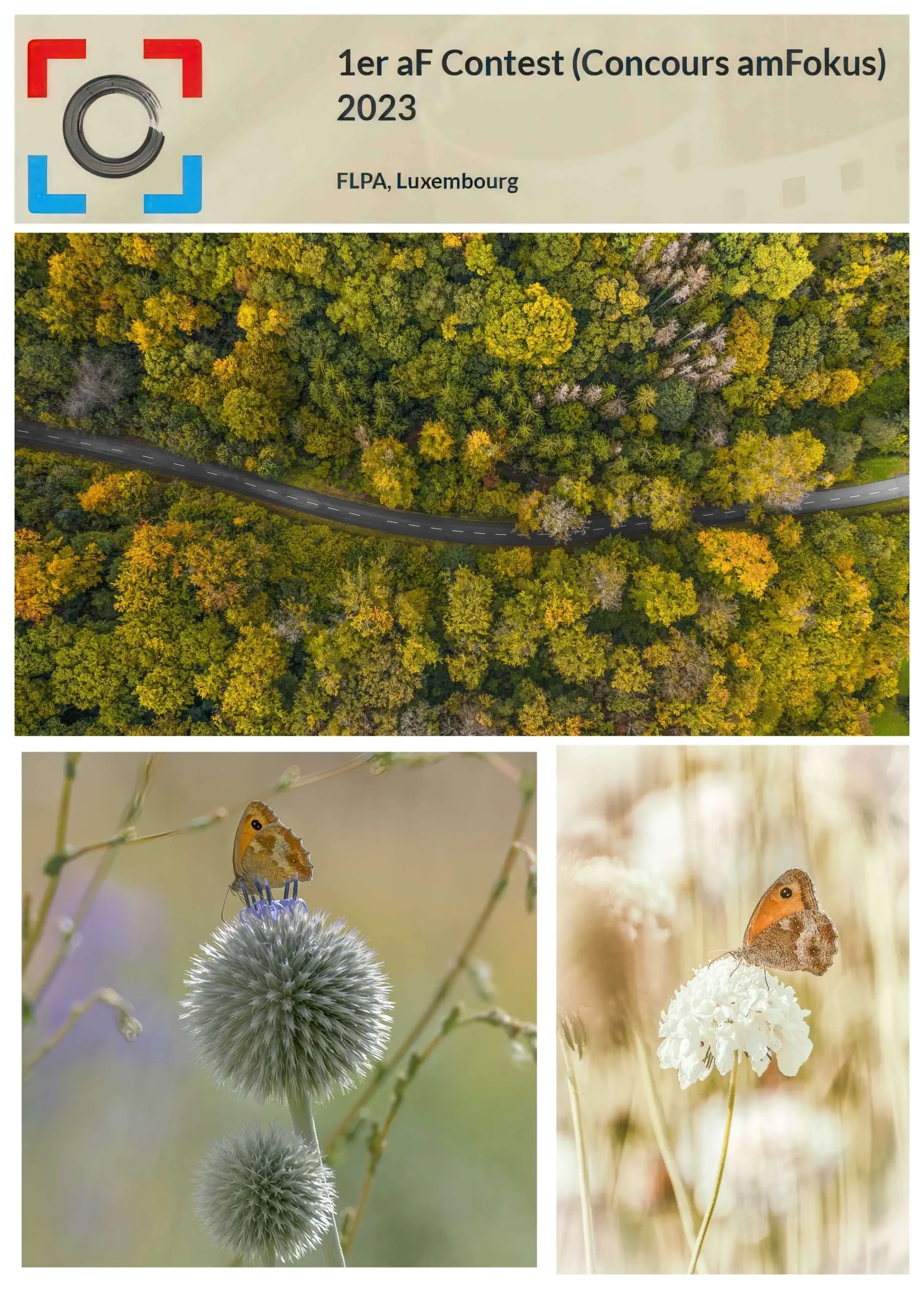 FÉDÉRATION LUXEMBOURGEOISE DE LA PHOTOGRAPHIE ARTISTIQUE; 1er AF Contest (Concours am Fokus); Schmetterlinge; Butterflies; Road trough Autumn; Strasse durch den Wald; Paul Hilbert