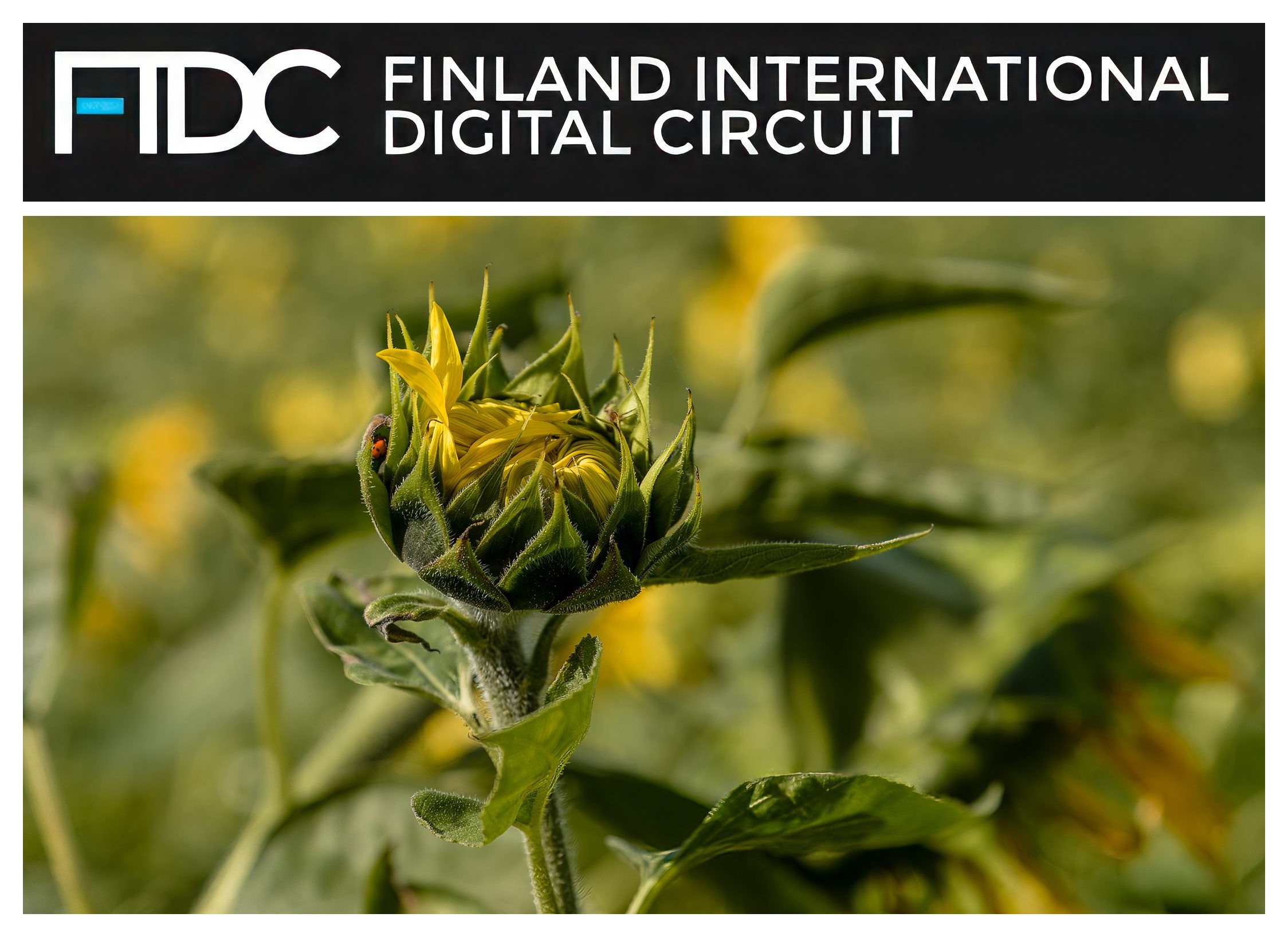 THE ASSOCIATION OF FINNISH CAMERA CLUBS; Finland International Digital Circuit; young sunflower; junge Sonnenblume; Paul Hilbert